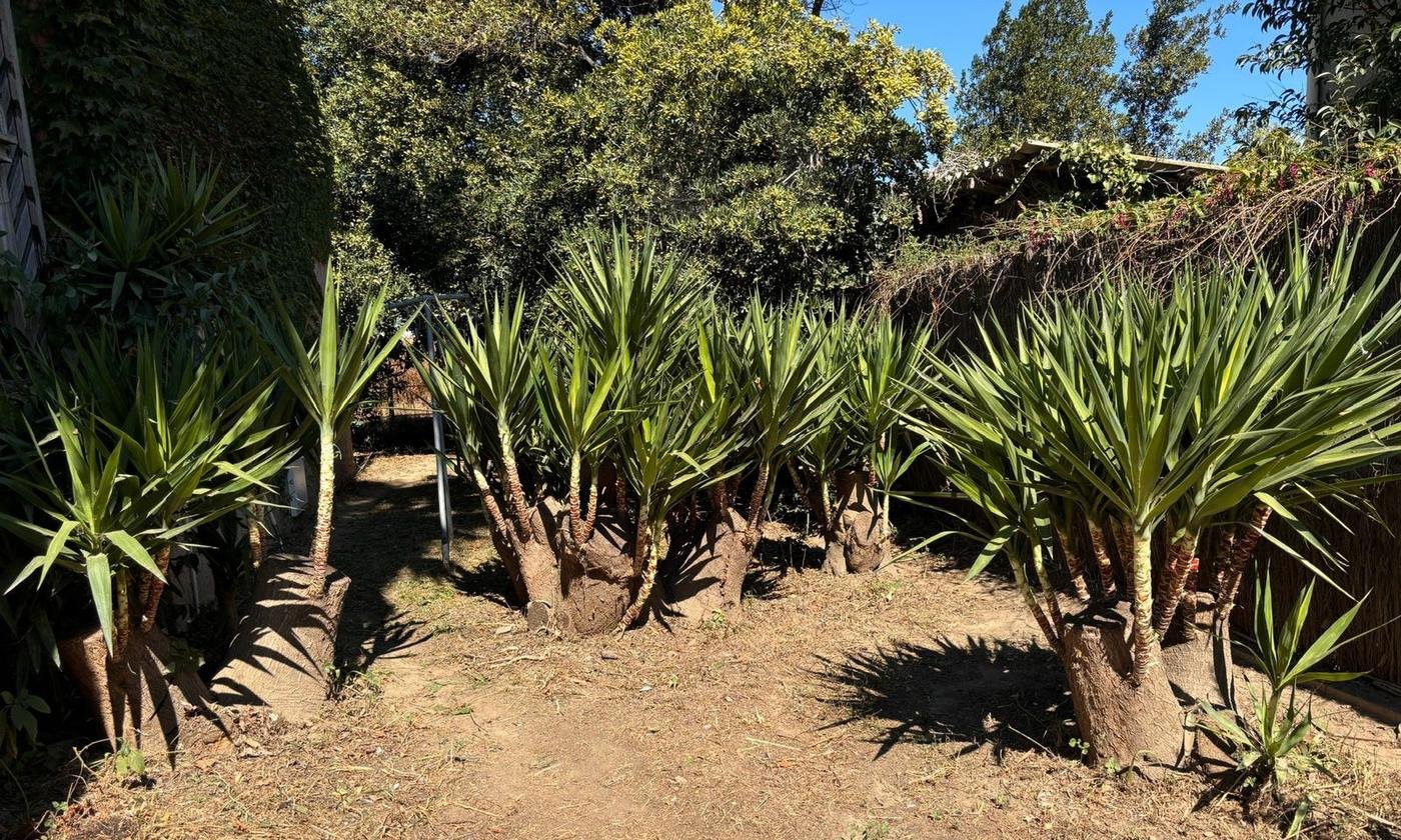 Jardin dégagé autour des yuccas après débroussaillage