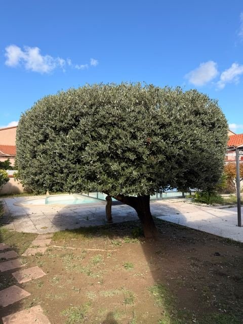 Jardins et extérieurs : Taille d’entretien d’un Olivier