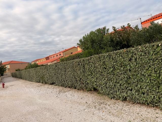 Jardins et extérieurs : Taille d’une haie d’eleagnus